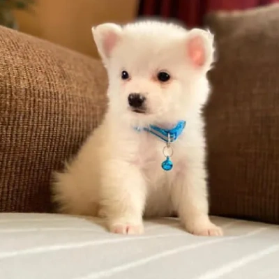 American Eskimo