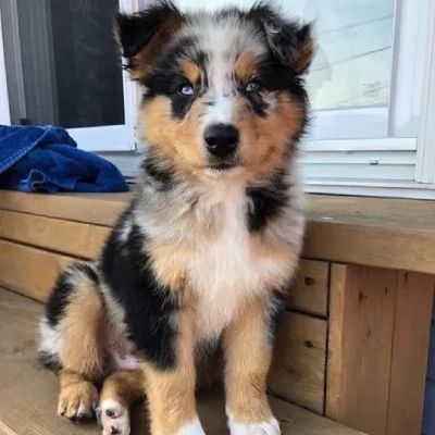 Australian Shepherd