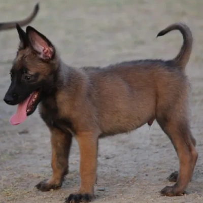 Belgian Shepherd