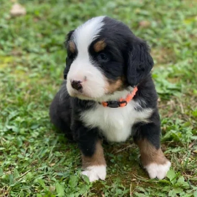 Bernese Mountain Dog