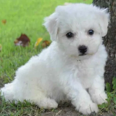 Bichon Frise