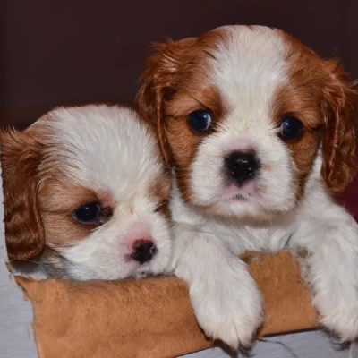 Cavalier King Charles Spaniel