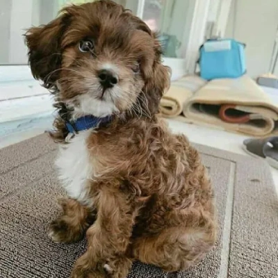 Cavapoo
