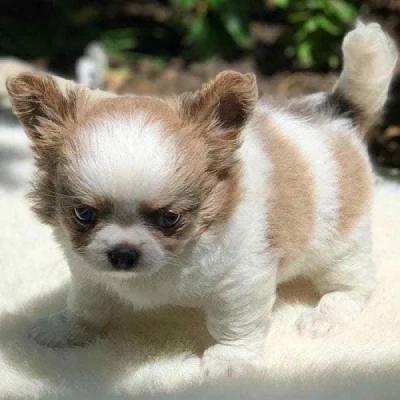 Chihuahua
