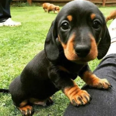 Dachshund