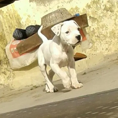 Dogo Argentino