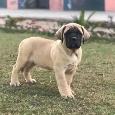 English Mastiff