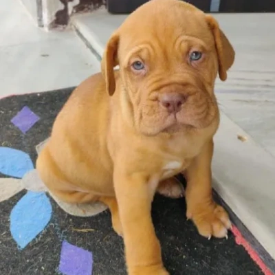 French Mastiff (Dogue de Bordeaux)