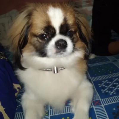 Japanese Chin