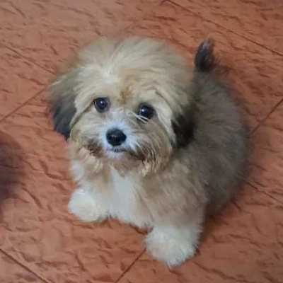 Lhasa Apso