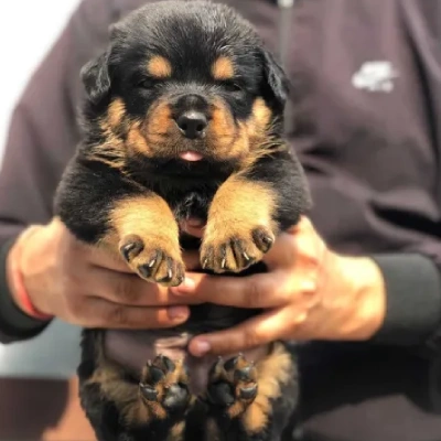 Rottweiler