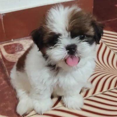 Shih Tzu