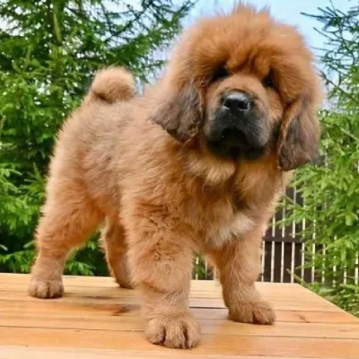 Tibetan Mastiff