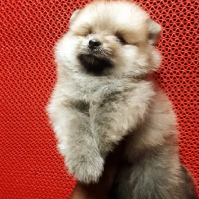 Toy Pomeranian
