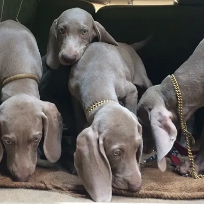 Weimaraner