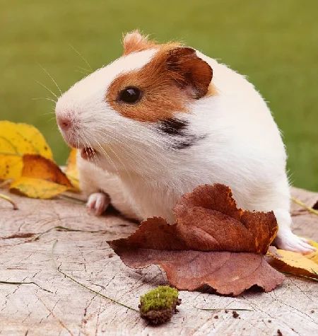 Guinea Pig Breeds