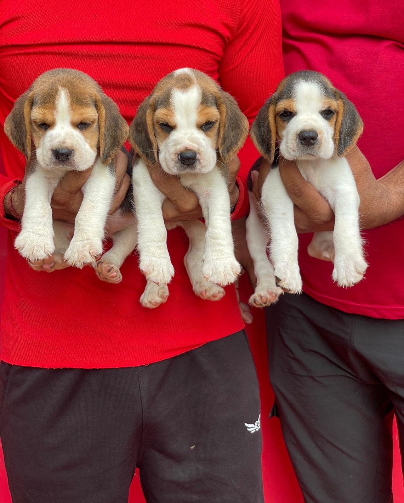 Cat enjoying treats at the counter